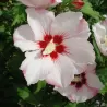 Hibiscus syriacus HAMABO