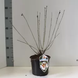 Sirinis hibiskas (kinrožė) - Hibiscus syriacus HAMABO