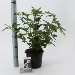 Sirinis hibiskas (kinrožė) - Hibiscus syriacus HAMABO