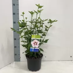 Hibiscus syriacus HAMABO