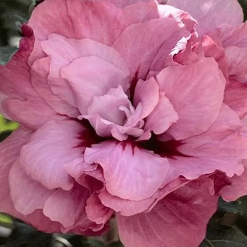 Sirinis hibiskas (kinrožė) - Hibiscus syriacus DUC DE BRABANT Sirinis hibiskas (kinrožė) - Hibiscus syriacus DUC DE BRABANT