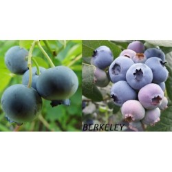 Aukštųjų šilauogių Berkeley sodinukai su pristatymu į namus
