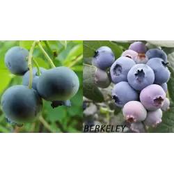 Aukštųjų šilauogių Berkeley sodinukai su pristatymu į namus
