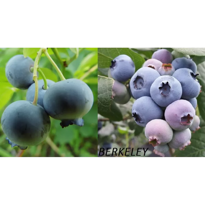 Aukštųjų šilauogių Berkeley sodinukai su pristatymu į namus Aukštųjų šilauogių Berkeley sodinukai su pristatymu į namus