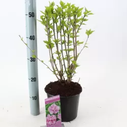 Hibiscus syriacus ARDENS