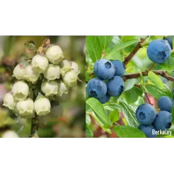 Aukštųjų šilauogių Berkeley sodinukai su pristatymu į namus
