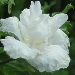 Sirinis hibiskas (kinrožė) - Hibiscus syriacus ADMIRAL DEWEY