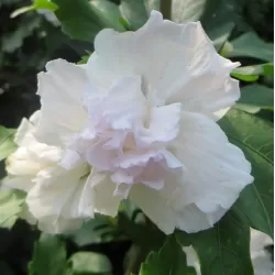 Hibiscus syriacus ADMIRAL DEWEY