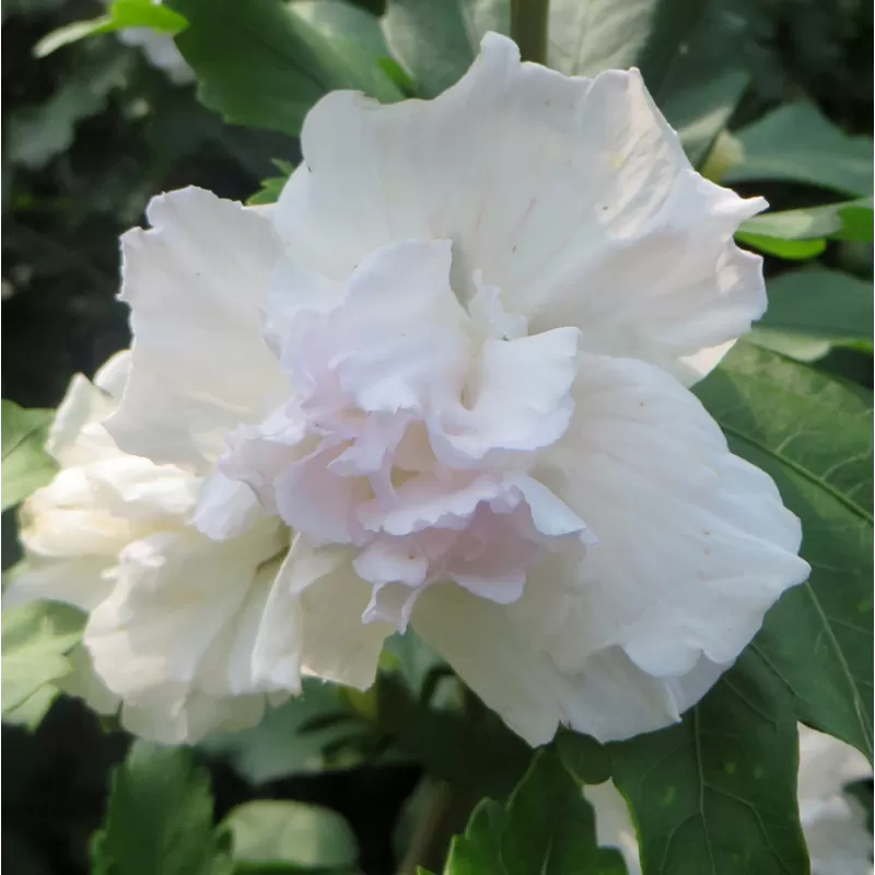 Sirinis hibiskas (kinrožė) - Hibiscus syriacus ADMIRAL DEWEY