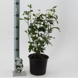 Hibiscus syriacus ADMIRAL DEWEY