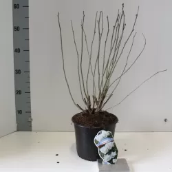 Sirinis hibiskas (kinrožė) - Hibiscus syriacus ADMIRAL DEWEY