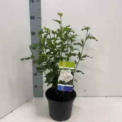 Sirinis hibiskas (kinrožė) - Hibiscus syriacus ADMIRAL DEWEY