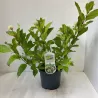 Vakarinis galvožis - Cephalanthus occidentalis