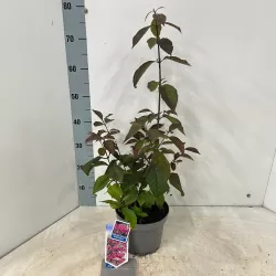 Vaisuolė - Callicarpa bodinieri PROFUSION