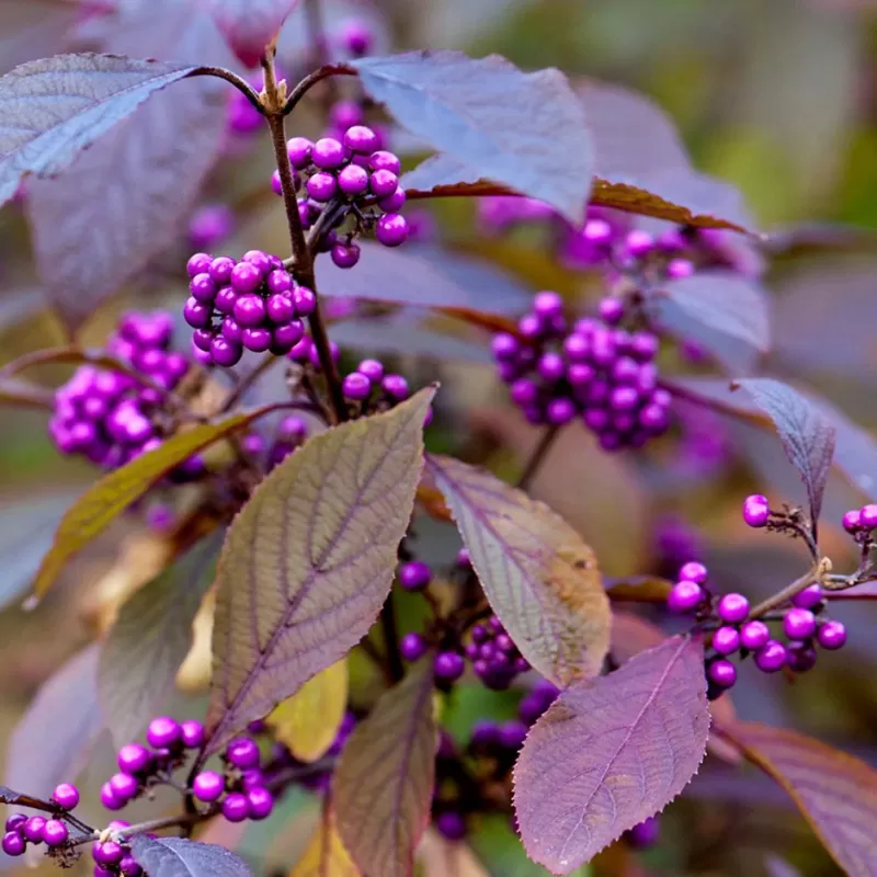 Vaisuolė - Callicarpa bodinieri PROFUSION