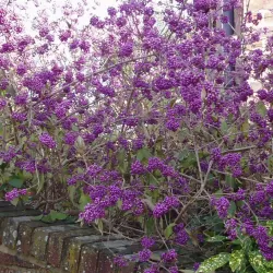 Vaisuolė - Callicarpa bodinieri PROFUSION