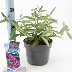 Buddleja davidii FREE PETITE TUTTI FRUITTI