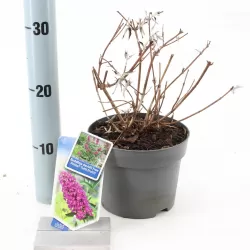 Buddleja davidii FREE PETITE TUTTI FRUITTI