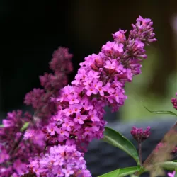 Davido budlėja - Buddleja davidii FREE PETITE TUTTI FRUITTI
