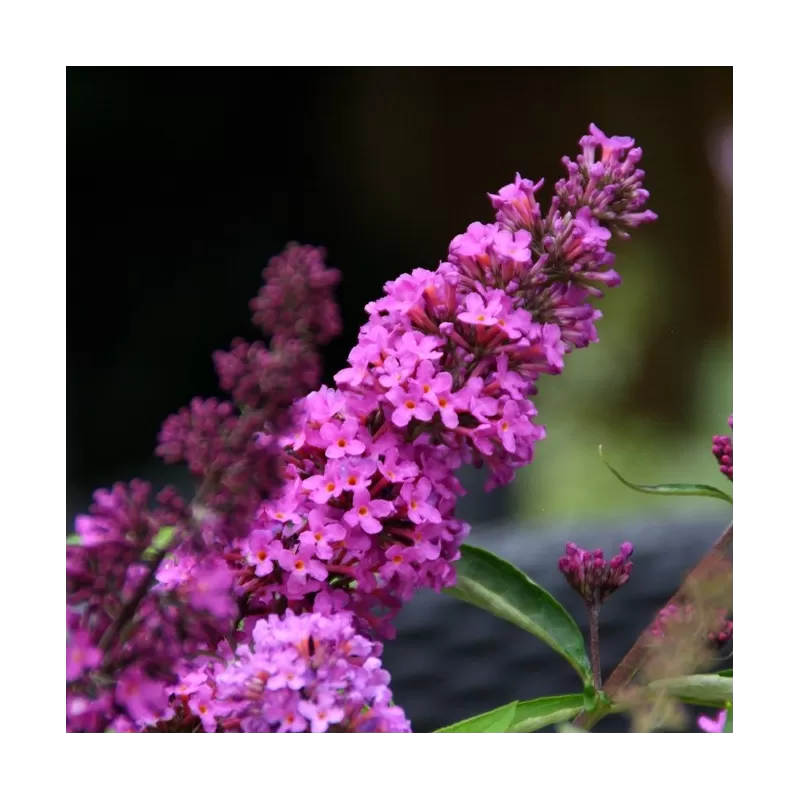 Davido budlėja - Buddleja davidii FREE PETITE TUTTI FRUITTI