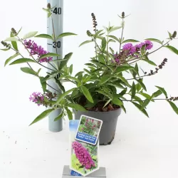 Davido budlėja - Buddleja davidii FREE PETITE TUTTI FRUITTI