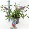 Buddleja davidii FREE PETITE TUTTI FRUITTI