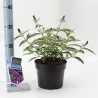 Davido budlėja - Buddleja davidii FREE PETITE TUTTI FRUITTI