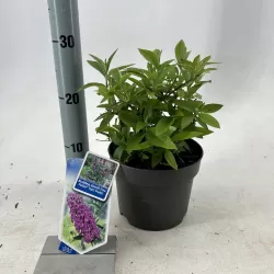 Buddleja davidii FREE PETITE TUTTI FRUITTI