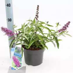 Davido budlėja - Buddleja davidii FREE PETITE TUTTI FRUITTI