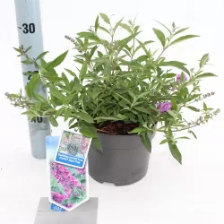 Davido budlėja - Buddleja davidii FREE PETITE DARK PINK