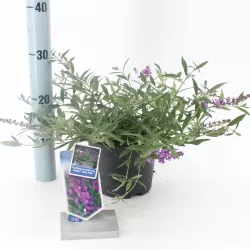 Buddleja davidii FREE PETITE DARK PINK