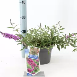 Davido budlėja - Buddleja davidii FREE PETITE DARK PINK