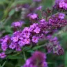 Buddleja davidii FREE PETITE DARK PINK