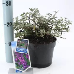 Buddleja davidii FREE PETITE DARK PINK