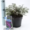 Buddleja davidii FREE PETITE DARK PINK