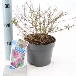 Davido budlėja - Buddleja davidii FREE PETITE DARK PINK