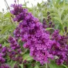 Davido budlėja - Buddleja davidii FREE PETITE DARK PINK