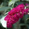 Davido budlėja - Buddleja davidii ROYAL RED