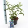 Davido budlėja - Buddleja davidii EMPIRE BLUE