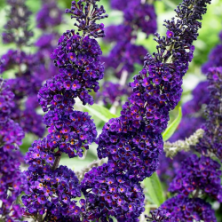 Davido budlėja - Buddleja davidii Black Knight