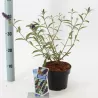 Davido budlėja - Buddleja davidii Black Knight