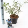 Davido budlėja - Buddleja davidii Black Knight