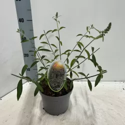 Davido budlėja - Buddleja davidii Black Knight