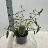 Davido budlėja - Buddleja davidii Black Knight