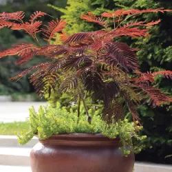 Albizia julibrissin SUMMER CHOCOLATE
