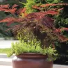 Lenkoraninė albicija - Albizia julibrissin SUMMER CHOCOLATE