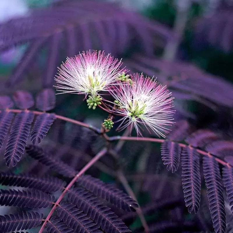 Lenkoraninė albicija - Albizia julibrissin SUMMER CHOCOLATE Lenkoraninė albicija - Albizia julibrissin SUMMER CHOCOLATE