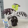 Albizia julibrissin SUMMER CHOCOLATE