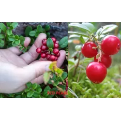 Bruknių Red Pearl sodinukai su pristatymu į namus
