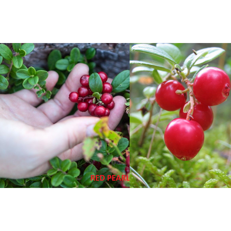 Bruknė - Vaccinium vitis-idaea RED PEARL
